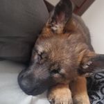 Chris Klopfenstein - @k_chris_2008 - Instagram