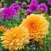 Chris Kolar - Facebook