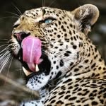 Chris Kothe - @chris_kothe4 - Instagram