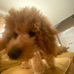 Chris Kropp - @kroppdusterer - Instagram