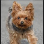 Chris Kube - @yorkies_of_insta - Instagram