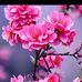 Chris Golo - Facebook
