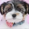 chrislampo727 - @chrislampo727 - TikTok