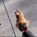 Chris Landi - Facebook