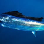 Chris Lanser - @panamadronefishing - Instagram