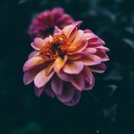 chris lanson - @chrisrl888 - Instagram