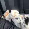 christianlapaglia - @christianlapaglia6 - TikTok
