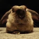 Chris Lapin - @lapinchris - Instagram