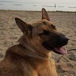 Chris Laramie - @chris_thebelgianmalinois - Instagram
