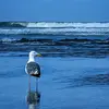 Chris - @chris.lard - TikTok