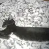 chrissslary - @chriss._nova - TikTok
