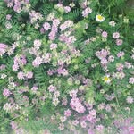 Chris Laser - @laserchris - Instagram