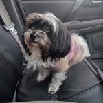 Chris latogia halavaka - @chrislatogia - Instagram