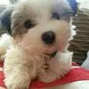 chris laws - @chris.laws1 - TikTok