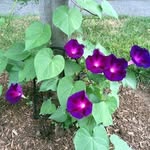 Chris Lazar - @chris.lazar - Instagram