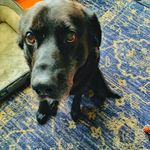 Chris Leadingham - @cleadingham0005 - Instagram