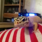 Chris - @chris_the_leopard_gecko - Instagram