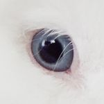 Chris Lepe - @fauxpaux_ - Instagram