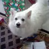 Chris - @chrislerch - TikTok
