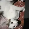 Mochito - @chrissless - TikTok