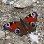 Christiane Leubner-Tratter - @leubnertratter - Instagram