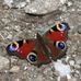 Christiane Leubner-Tratter - Facebook