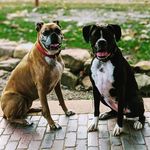 Chris Lewicki - @patioguy78 - Instagram