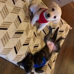 Chris Livengood - @teeo_and_meeno - Instagram