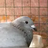 Chris Loft - @christ.loft - TikTok