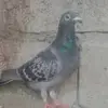 Chris loft tv - @chris.loft.tv2 - TikTok