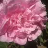 Christine Winsper-Lofthouse - @girlswillwin123 - TikTok