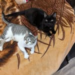 Chris Longmire - @slowpoketransfer - Instagram