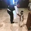 Chris LoNigro - @chrislonigro - TikTok