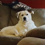 Chris Piatt - @chrislookersgt - Instagram
