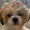 chris - @chrisplopp - TikTok