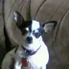 chigitychats - @chrisloredo - TikTok