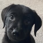 Chris Lyall - @chris.lyall.3 - Instagram