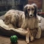 Chris Lyle - @chrislyle9983 - Instagram