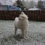 Chris MacDougall - @chrismac_dougall - Instagram