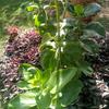 Herbwelness: Nature's remedies - @chrismach2023 - TikTok