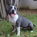 Chris & Madison Hand - @southern_bullies - Instagram