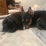 Chris Maestas - @freakyslydogs - Instagram