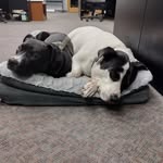 Chris Maggio - @chrismaggio6 - Instagram