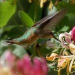 Chris Magness - @goazmedia - Instagram