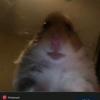 Chris Malpas - @chrismalpas - TikTok