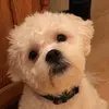 chriss - @chrissmambo - TikTok