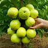Christ Manak - @christ.manak - TikTok