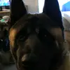 Aiko L’Akita Américain - @christmandel - TikTok