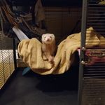 Chris Mangano - @sneaky_ferret - Instagram