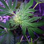 Chris Mannon - @cgman420 - Instagram